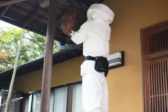 駆除作業開始