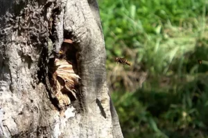 裏庭で飛んでいるハチ