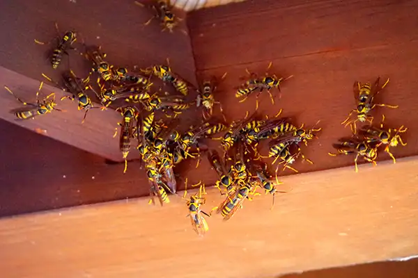 キアシナガバチの群れ