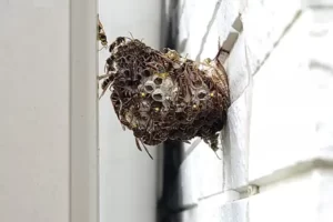 隙間にできた蜂の巣