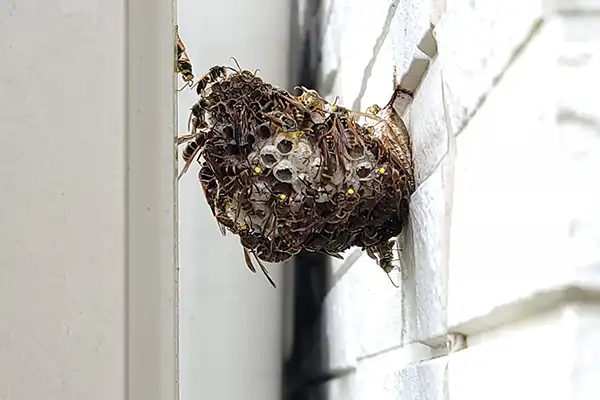 隙間にできた蜂の巣