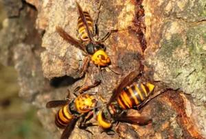 オオスズメバチ