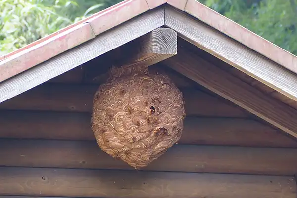 スズメバチの巣