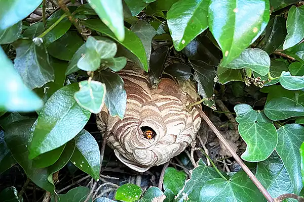 スズメバチの巣