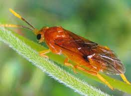 チャイロハバチ