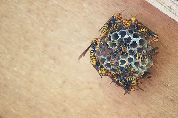 蜂の巣