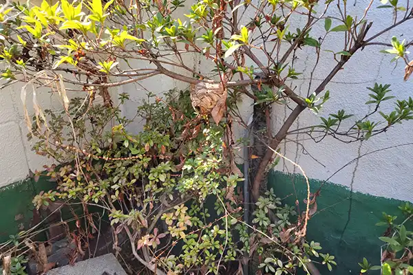 庭にできた蜂の巣