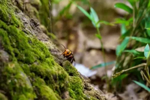 オオスズメバチ