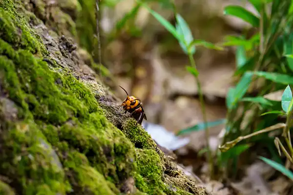 オオスズメバチ