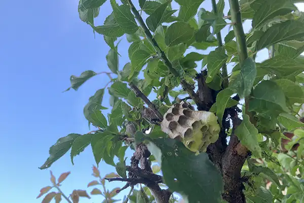 アシナガバチ蜂の巣