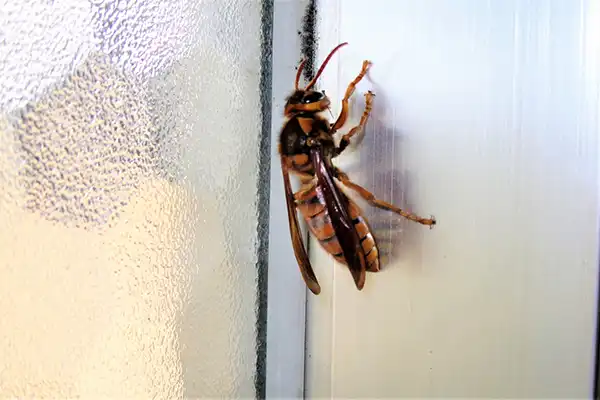 キイロスズメバチ