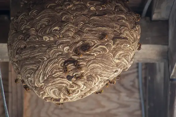 大きなスズメバチの巣