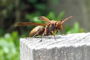 キイロスズメバチ