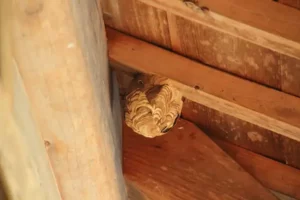 スズメバチの巣