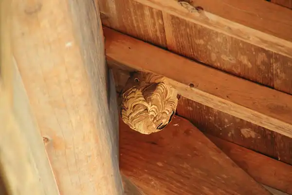 スズメバチの巣