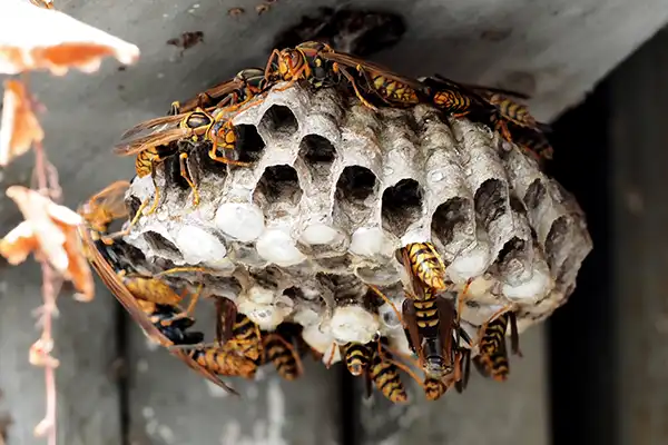 アシナガバチの巣
