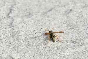 フタモンアシナガバチ