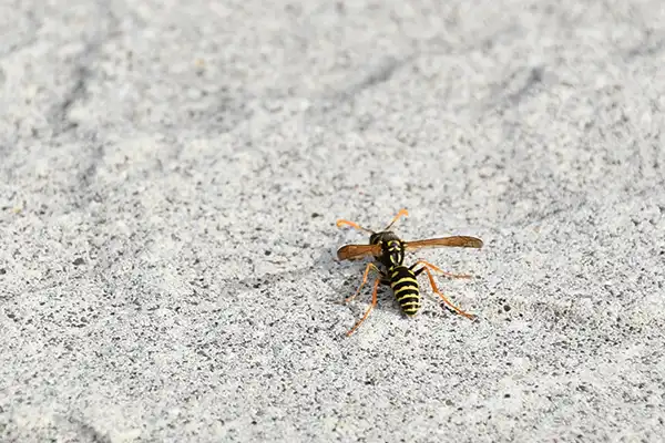 フタモンアシナガバチ