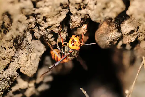 オオスズメバチ