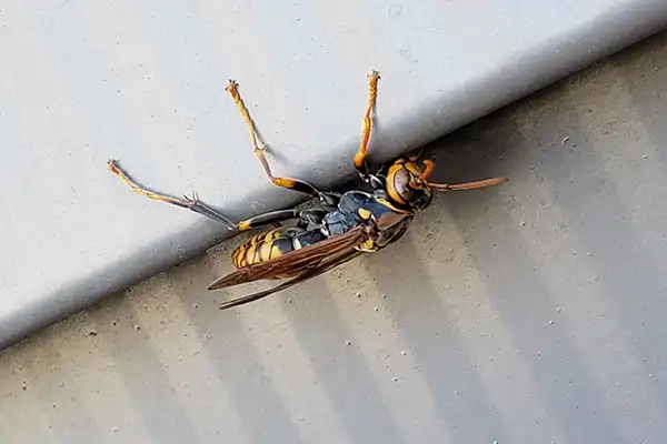 セグロアシナガバチ