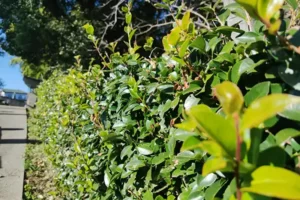 生垣にできた蜂の巣