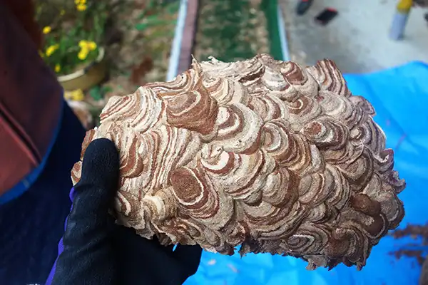 スズメバチの巣