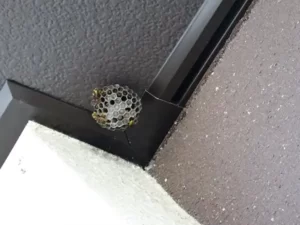 ベランダにできた蜂の巣