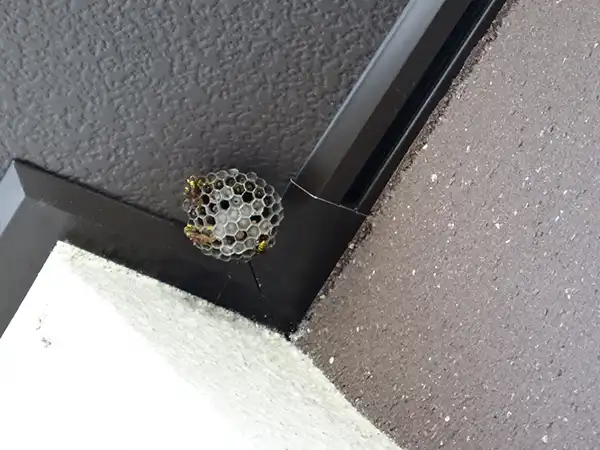 ベランダにできた蜂の巣