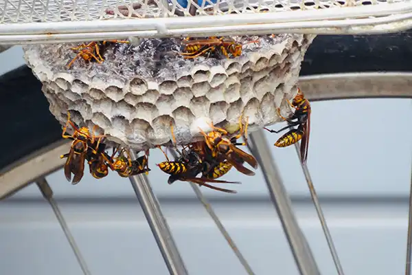自転車のカゴにできた蜂の巣