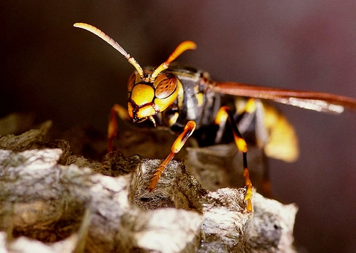 本当に効果的な対策は専門家に依頼するべき理由