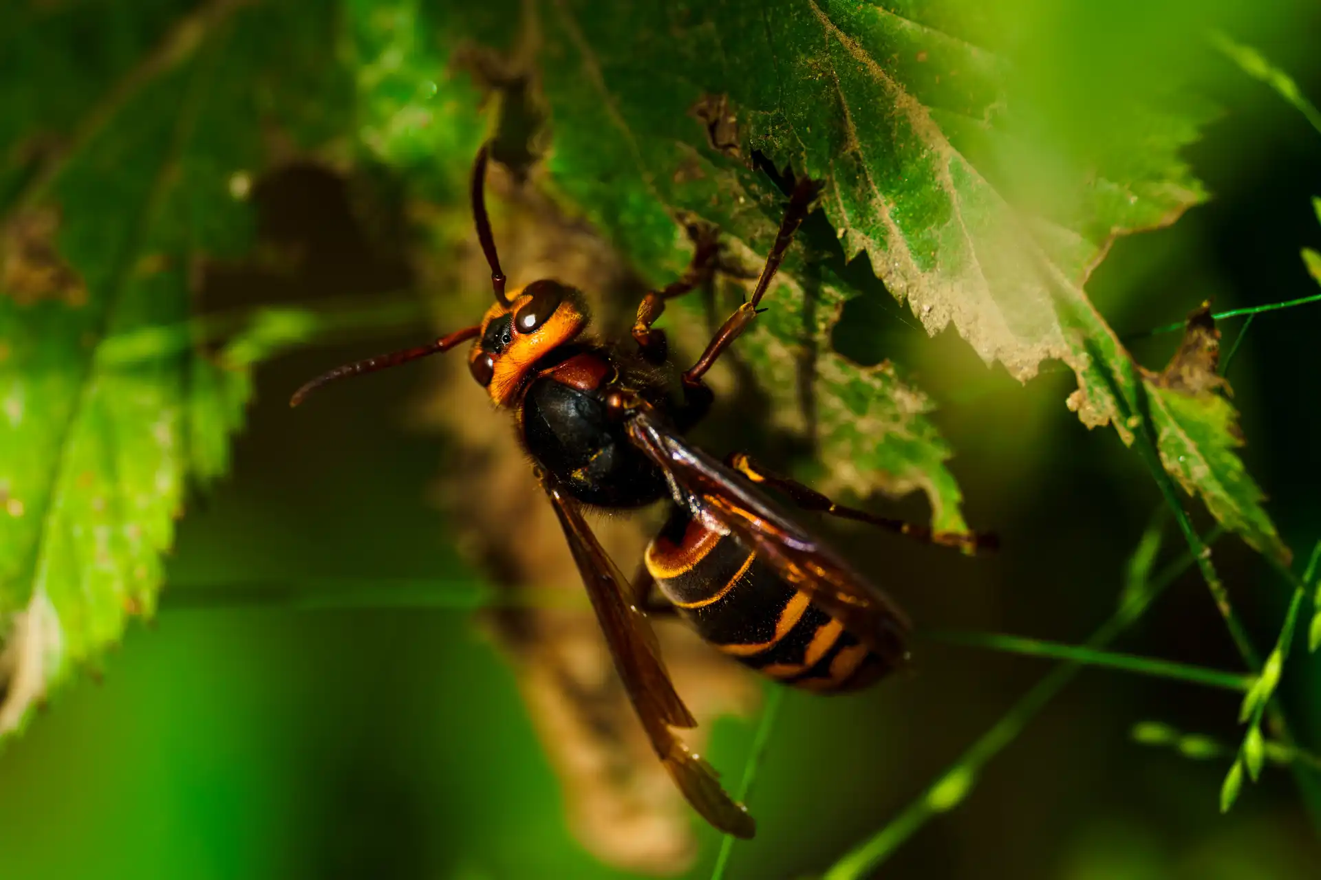 駆除に適した時間帯とその理由