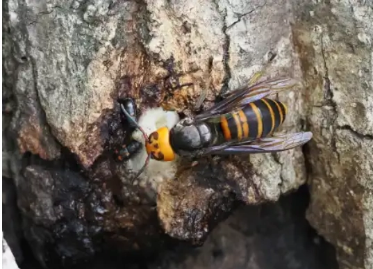 スズメバチ駆除のリスクと専門業者への依頼手順