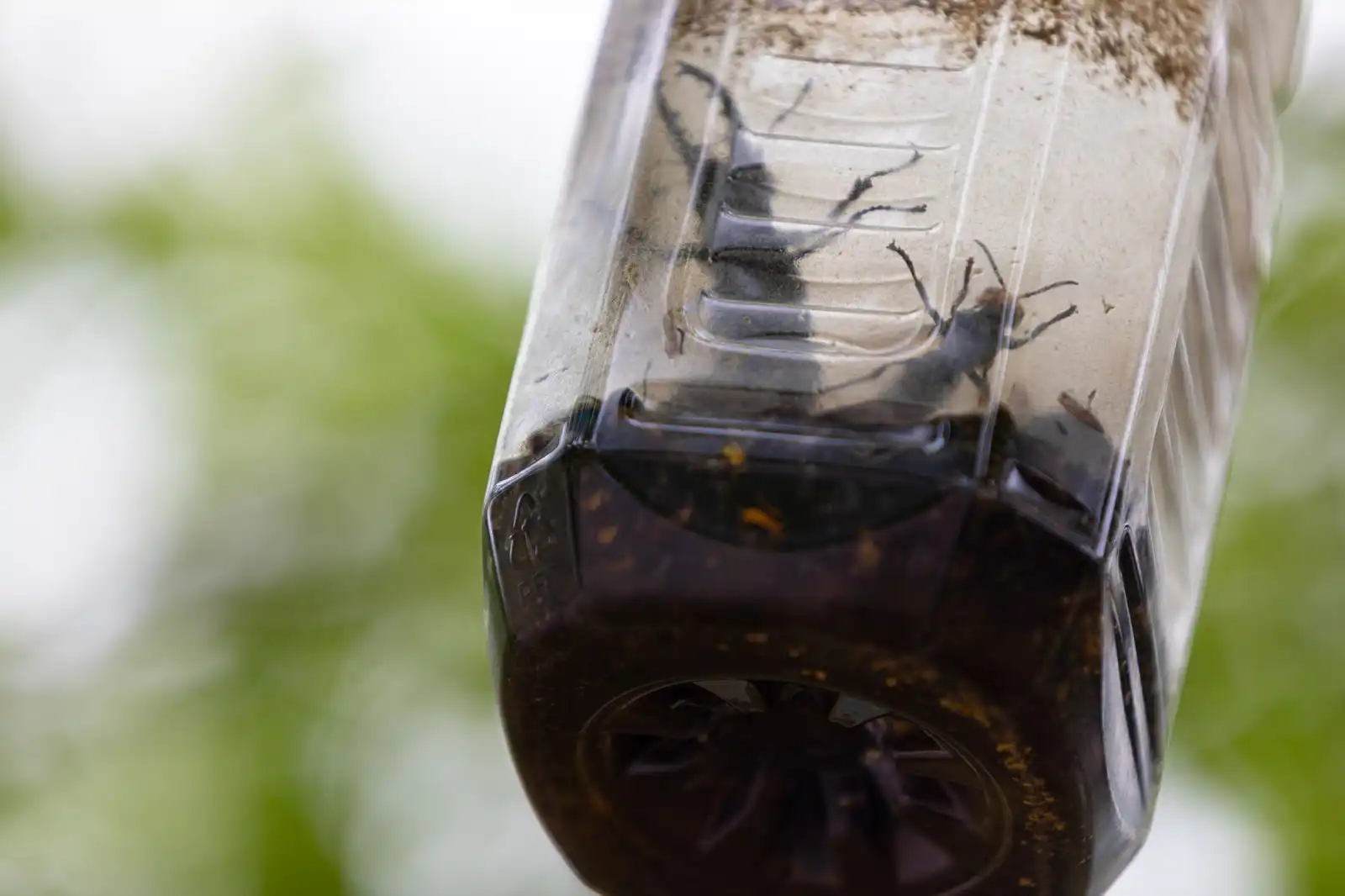ペットボトルを利用した簡単蜂トラップの作り方
