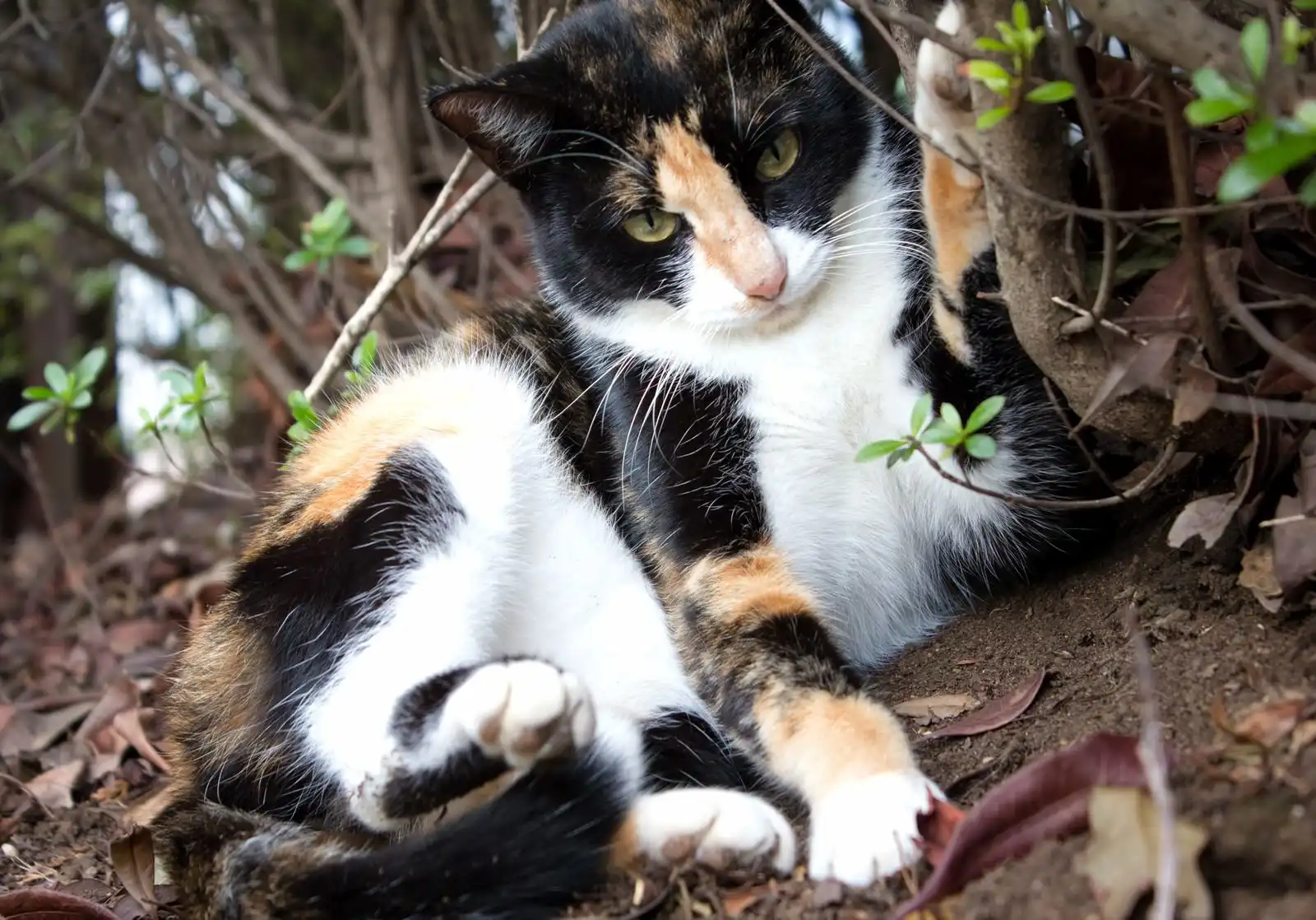 悪質な蜂駆除業者を見分ける方法