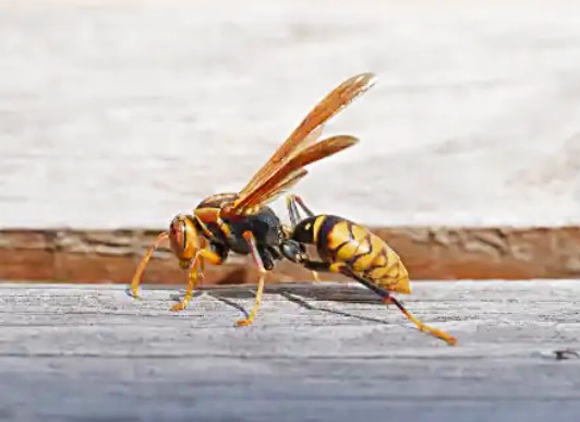 アシナガバチの巣を発見！なによりも初動対応が大事です