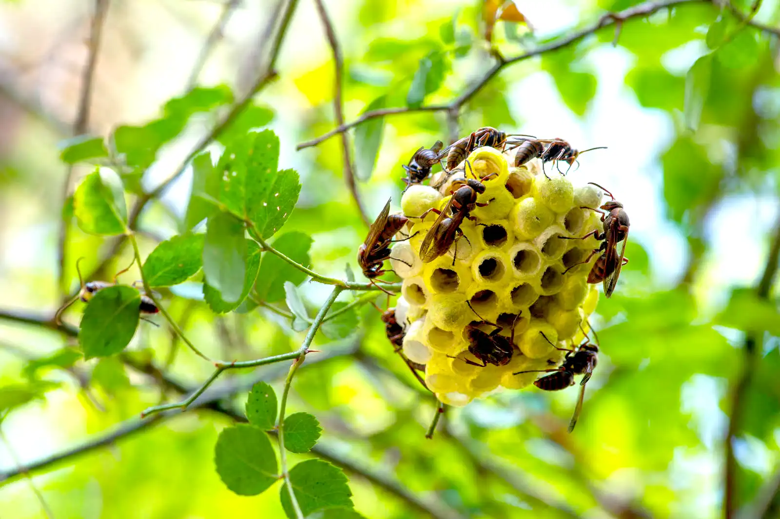 蜂の巣が作り始められる一般的な時期とは