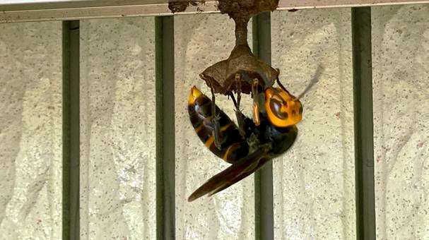 巣作りの兆候を見つけるポイント