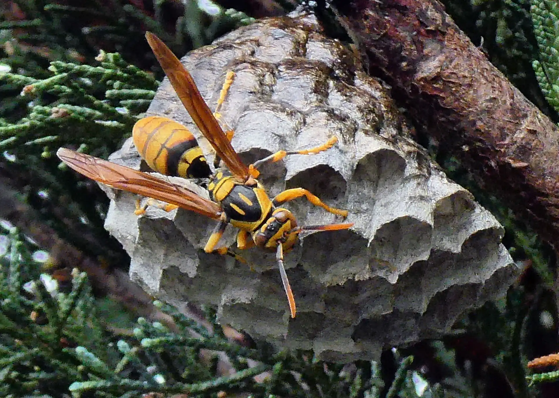 雨の日にアシナガバチの巣を駆除する際の注意点