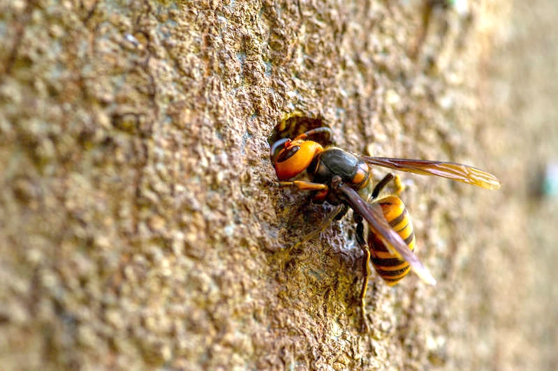 オオスズメバチの駆除費
