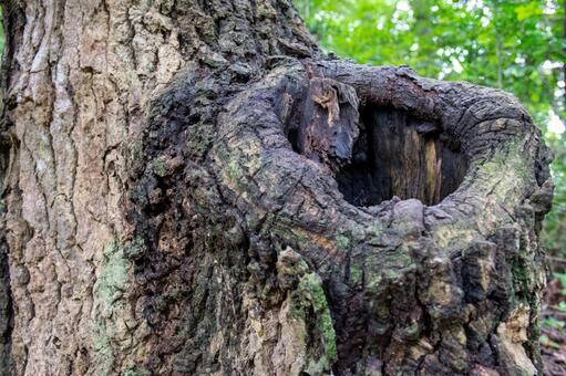 冬にスズメバチの巣に蜂がいない場合の安全性