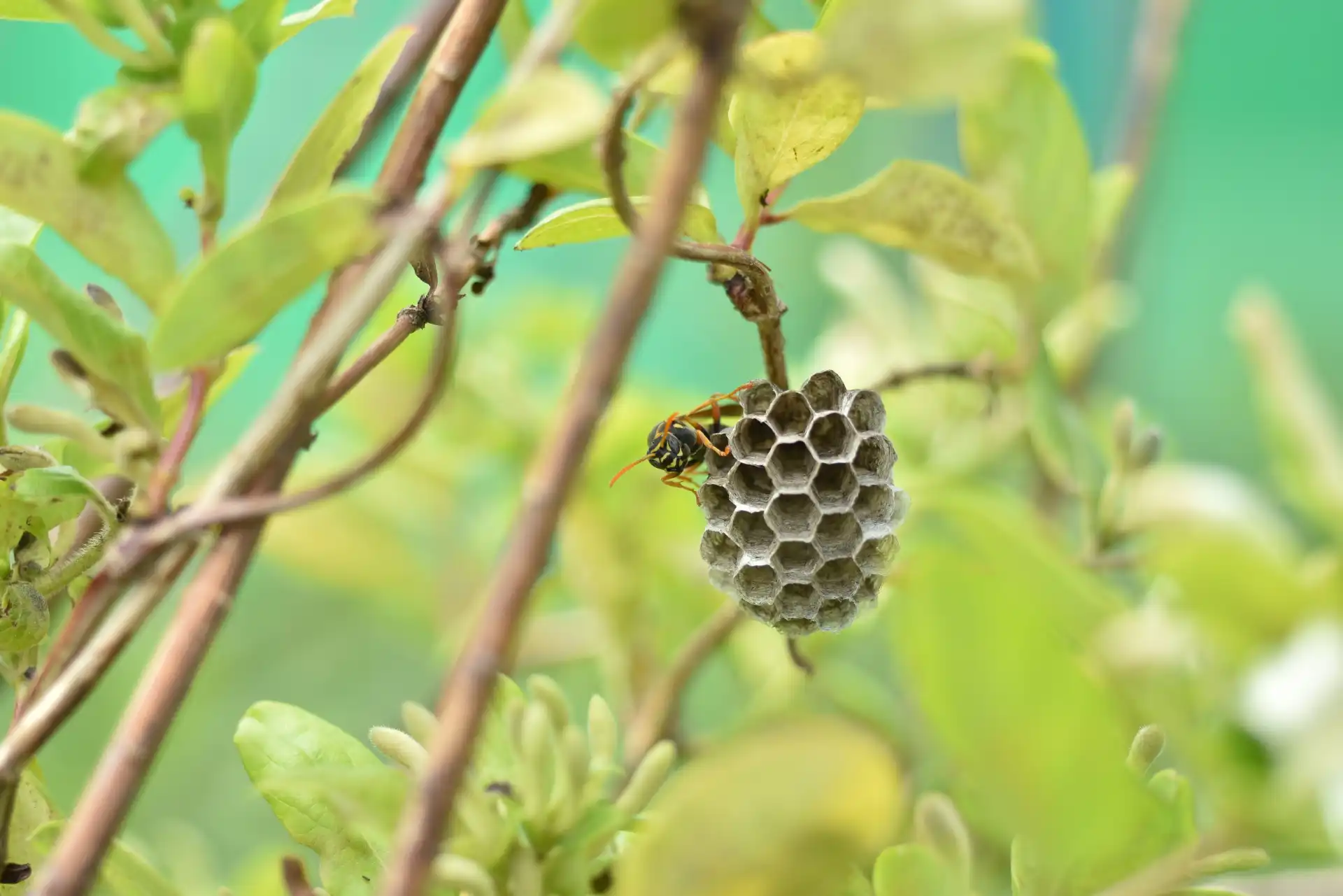 アシナガバチの生態と行動