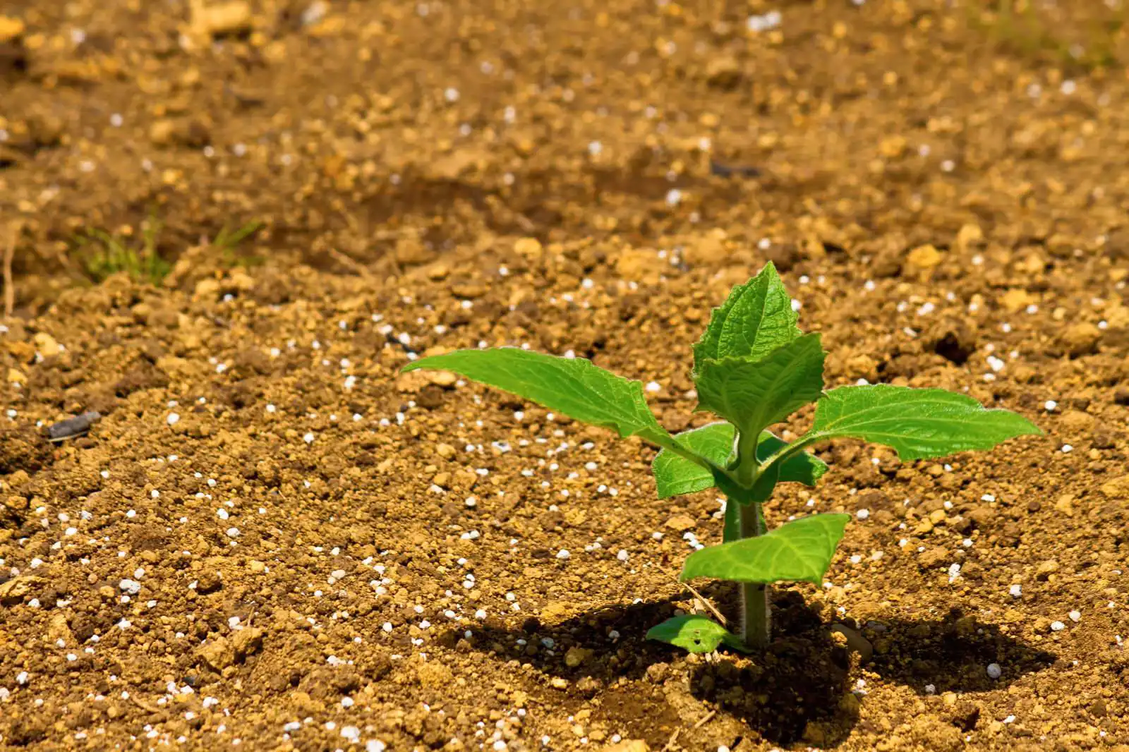 土中蜂が好む環境と巣の構造