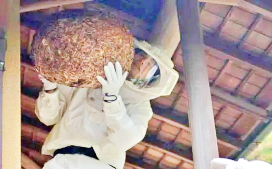 巣の取り外しと安全対策