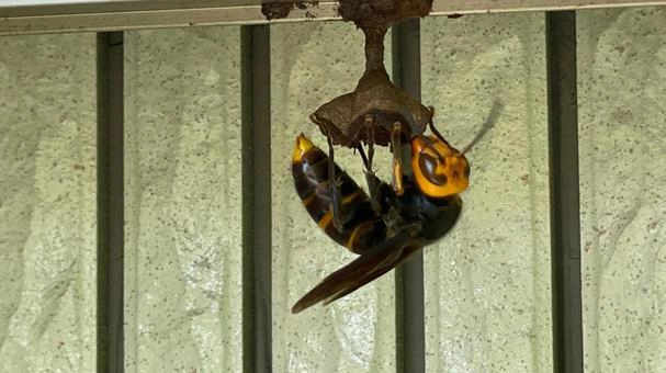 スズメバチの巣の使い道まとめ