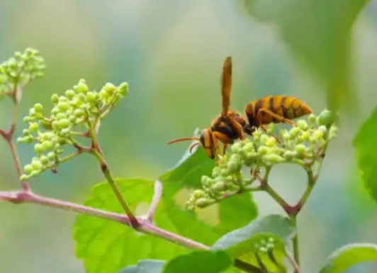 すぐ近くに別の蜂の巣