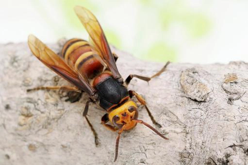 スズメバチの行動パターン