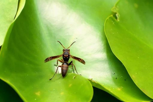 土蜂の基本情報:巣について知っておくべきこと