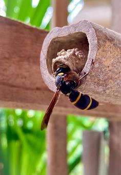 土蜂の巣の特徴と種類