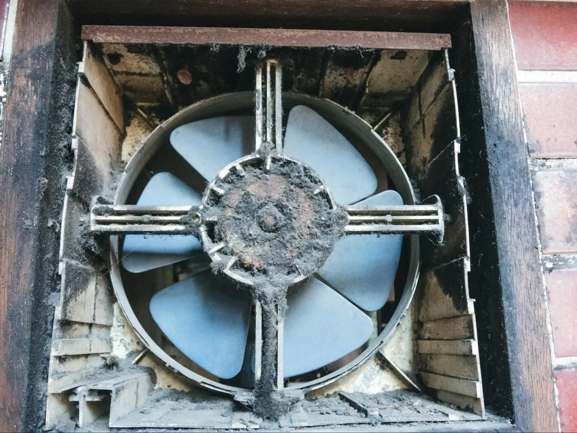 換気扇にアシナガバチがいる