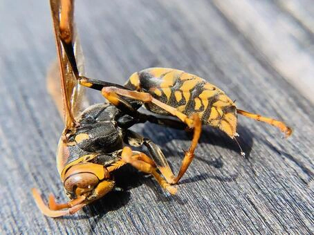 蜂の死骸
